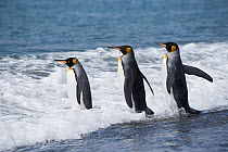 RF - King penguin (Aptenodytes patagonicus) entering water. Salisbury Plain, South Georgia. January. (This image may be licensed either as rights managed or royalty free.)
