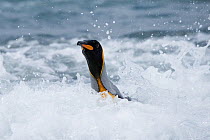 RF - King penguin (Aptenodytes patagonicus) in surf. Salisbury Plain, South Georgia. January. (This image may be licensed either as rights managed or royalty free.)