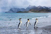 RF - King penguin (Aptenodytes patagonicus) walking at waters edge. Salisbury Plain, South Georgia. January 2015. (This image may be licensed either as rights managed or royalty free.)