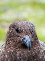 RF - Brown skua (Stercorarius antarcticus) head portrait. Salisbury Plain, South Georgia. January. (This image may be licensed either as rights managed or royalty free.)