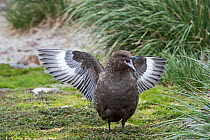 RF - Brown skua (Stercorarius antarcticus) calling and stretching wings. Salisbury Plain, South Georgia. January. (This image may be licensed either as rights managed or royalty free.)