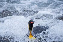 RF - King penguin (Aptenodytes patagonicus) in surf. Salisbury Plain, South Georgia. January. (This image may be licensed either as rights managed or royalty free.)