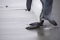RF - King penguin (Aptenodytes patagonicus) feet on sand. Salisbury Plain, South Georgia. January. (This image may be licensed either as rights managed or royalty free.)