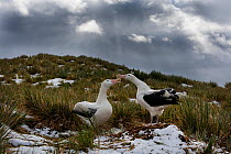 RF - Wandering albatross (Diomedea exulans) pair n courtship display. Albatross Island in Bay of Isles, South Georgia. January. (This image may be licensed either as rights managed or royalty free.)
