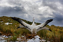 RF - Wandering albatross (Diomedea exulans) pair in courtship display. Albatross Island,  Bay of Isles, South Georgia. January. (This image may be licensed either as rights managed or royalty free.)