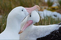 RF - Wandering albatross (Diomedea exulans) pair preening. Albatross Island, South Georgia. January. (This image may be licensed either as rights managed or royalty free.)