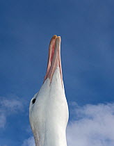 RF - Wandering albatross (Diomedea exulans) head portrait looking up. Albatross Island, South Georgia. January. (This image may be licensed either as rights managed or royalty free.)