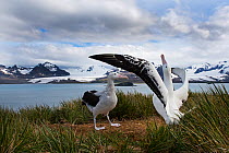 RF - Wandering albatross (Diomedea exulans) pair displaying, Albatross Island, South Georgia. January 2015. (This image may be licensed either as rights managed or royalty free.)