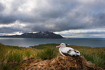 RF - Wandering albatross (Diomedea exulans) incubating egg on nest, Albatross Island, South Georgia. January 2015. (This image may be licensed either as rights managed or royalty free.)