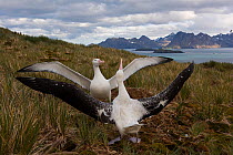 RF - Wandering albatross (Diomedea exulans), pair displaying, Albatross Island, South Georgia, January 2015. (This image may be licensed either as rights managed or royalty free.)
