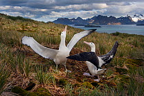 RF - Wandering albatross (Diomedea exulans) pair displaying on Albatross Island, South Georgia. January 2015. (This image may be licensed either as rights managed or royalty free.)