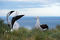 RF - Wandering albatross (Diomedea exulans) pair displaying. Albatross Island, South Georgia. January. (This image may be licensed either as rights managed or royalty free.)