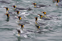 RF - King penguins (Aptenodytes patagonicus) swimming near Right Whale Bay, South Georgia. January 2015. (This image may be licensed either as rights managed or royalty free.)