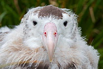 RF- Wandering albatross (Diomedea exulans) head portrait fledgling aged 10 weeks preparing to leave nest. Cape Alexandra, South Georgia. January. (This image may be licensed either as rights managed o...