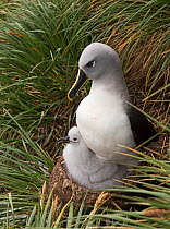 RF - Grey-headed albatross (Thalassarche chrysostoma) adult brooding chick in colony at Elsehul, South Georgia. January. (This image may be licensed either as rights managed or royalty free.)
