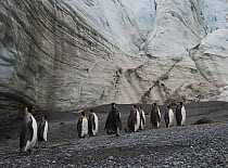 RF - King penguins (Aptenodytes patagonicus) below Schrader Glacier, South Georgia. January 2015. (This image may be licensed either as rights managed or royalty free.)