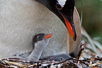 RF - Gentoo penguin (Pygoscelis papua) with chick, Holmestrand, South Georgia.  January. (This image may be licensed either as rights managed or royalty free.)