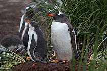 RF - Gentoo penguin (Pygoscelis papua) adult with chick, Holmestrand, South Georgia. January. (This image may be licensed either as rights managed or royalty free.)