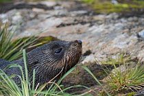 RF - Antarctic fur seal (Arctocephalus gazella) head portrait of pup. Wilson Harbour, South Georgia. January. (This image may be licensed either as rights managed or royalty free.)