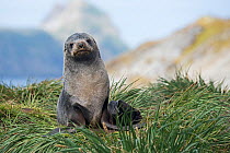 RF - Antarctic fur seal (Arctocephalus gazella) portrait of female, Wilson Harbour, South Georgia. January. (This image may be licensed either as rights managed or royalty free.)