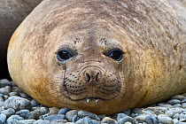 RF - Southern elephant seal (Mirounga leonina) head portrait of female. Cave Cove, King Haakon Bay, South Georgia. January. (This image may be licensed either as rights managed or royalty free.)