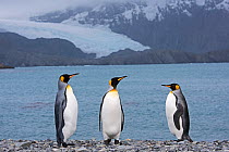 RF - King penguins (Aptenodytes patagonicus) standing on beach by sea. Holmestrand, South Georgia. January 2015. (This image may be licensed either as rights managed or royalty free.)