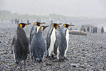 RF - King penguins (Aptenodytes patagonicus) on beach in rain. Holmestrand, South Georgia. January. (This image may be licensed either as rights managed or royalty free.)