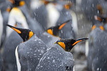 RF- King penguins (Aptenodytes patagonicus) in snow. Holmestrand, South Georgia. January. (This image may be licensed either as rights managed or royalty free.)