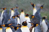 RF - King penguins (Aptenodytes patagonicus) in blizzard. Holmestrand, South Georgia. January. (This image may be licensed either as rights managed or royalty free.)