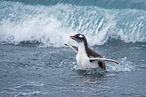 RF - Gentoo penguin (Pygoscelis papua) chick in surf. Holmestrand, South Georgia. January. (This image may be licensed either as rights managed or royalty free.)