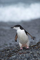 RF - Chinstrap penguin (Pygoscelis antarcticus) standing on beach. Holmestrand, South Georgia. January. (This image may be licensed either as rights managed or royalty free.)