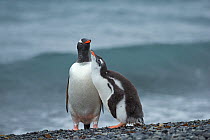 RF - Gentoo penguin (Pygoscelis papua) adult with begging chick, Holmestrand, South Georgia, January. (This image may be licensed either as rights managed or royalty free.)
