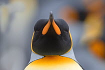 RF - Head portrait of King penguin (Aptenodytes patagonicus) Holmestrand, South Georgia. January. (This image may be licensed either as rights managed or royalty free.)