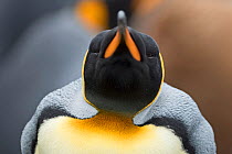 RF - Head portrait of King penguins (Aptenodytes patagonicus) Holmestrand, South Georgia. January. (This image may be licensed either as rights managed or royalty free.)