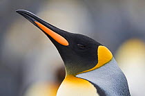 RF - Head portrait of King penguin (Aptenodytes patagonicus) Holmestrand, South Georgia. January. (This image may be licensed either as rights managed or royalty free.)