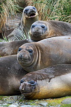 RF - Southern elephant seals (Mirounga leonina) together at Gravat Point, South Georgia. January. (This image may be licensed either as rights managed or royalty free.)