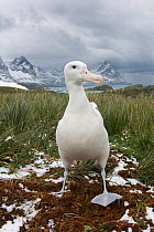 RF - Wandering albatross (Diomeda exulans) at Trollheim, South Georgia. January 2015. (This image may be licensed either as rights managed or royalty free.)
