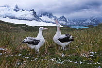 RF - Wandering albatross (Diomeda exulans) pair in courtship at Trollheim, South Georgia. January 2015. (This image may be licensed either as rights managed or royalty free.)