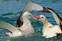RF - Gibson's Wandering albatross (Diomedea antipodensis gibsoni) fighting over food. Kaikoura, Southern Ocean, New Zealand. November. (This image may be licensed either as rights managed or royalty f...