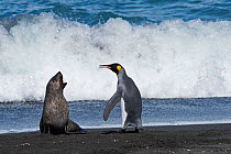 RF - King penguins (Aptenodytes patagonicus) and aggressive Antarctic fur seal pup (Arctocephalus gazella). St Andrews Bay, South Georgia. January. (This image may be licensed either as rights managed...