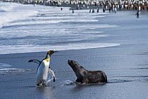 RF - King penguin (Aptenodytes patagonicus) and aggressive Antarctic fur seal pup (Arctocephalus gazella). St Andrews Bay, South Georgia. January. (This image may be licensed either as rights managed...