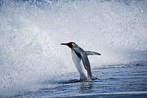 RF - King penguin (Aptenodytes patagonicus) entering waves, St Andrews Bay, South Georgia. January. (This image may be licensed either as rights managed or royalty free.)