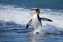 RF - King penguin (Aptenodytes patagonicus) at water's edge. St Andrews Bay, South Georgia. January. (This image may be licensed either as rights managed or royalty free.)