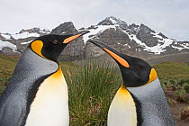 RF - Head portrait of two King penguins (Aptenodytes patagonicus). Gold Harbour, South Georgia. January 2015. (This image may be licensed either as rights managed or royalty free.)