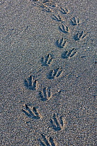RF - King penguin (Aptenodytes patagonicus) foot prints in sand, St Andrew's Bay, South Georgia. January. (This image may be licensed either as rights managed or royalty free.)
