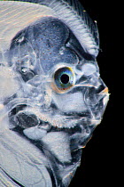 Flatfish (Bothidae sp) larva, Atlantic Ocean off Cape Verde. Captive.
