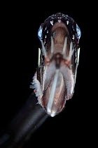Loosejaw fish (Malacosteus niger) with a light organ beneath its eye. Deep sea species in Atlantic Ocean off Cape Verde. Captive.