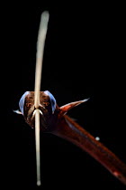 Boxer snipe eel (Nemichthys curvirostris) portrait, deep sea fish from Atlantic Ocean close to Cape Verde. Captive.