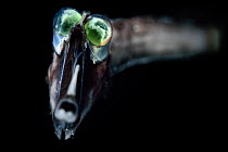 Deep sea Threadtail (Stylephorus chordatus). This deep sea fish is a mesopelagic species with eyes modified to detect the slightest traces of light. Atlantic Ocean off Cape Verde. Captive.