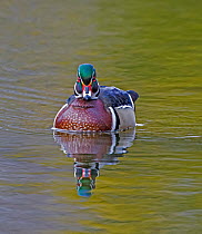 Wood duck (Aix sponsa) male in breeding plumage. Acadia National Park, Maine, USA. April.